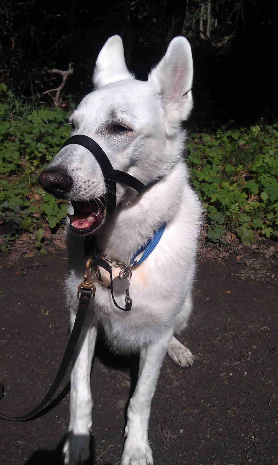 Hvid schæfer Aslan  snowboy vom smidstrup ( himmelhund) billede 18