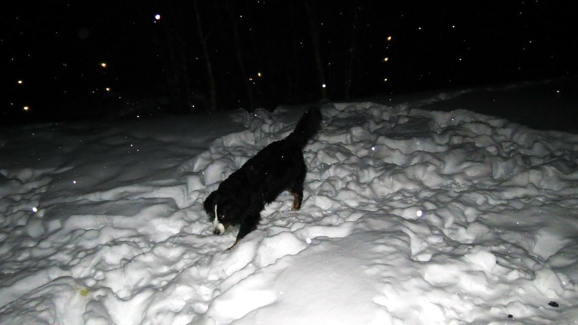 Berner sennenhund Lady Xiera's Voltaire (Bosco) - Winter magic. - Norge 2013 billede 47