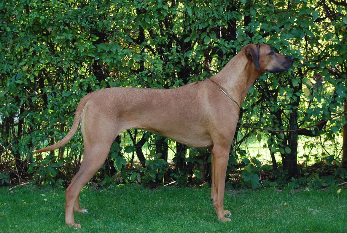 Rhodesian ridgeback Lewanika Humusha - Lewanika Humusha oktober 2013 billede 6