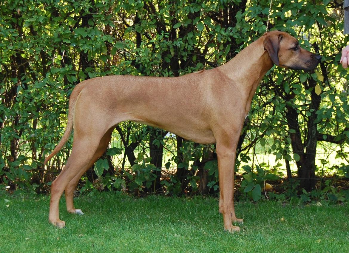 Rhodesian ridgeback Lewanika Humusha - Lewanika Humusha oktober 2013 billede 5