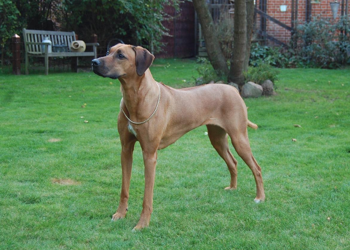 Rhodesian ridgeback Lewanika Humusha - Lewanika Humusha oktober 2013 billede 8