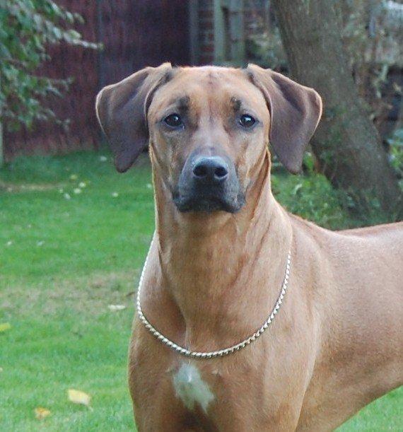 Rhodesian ridgeback Lewanika Humusha - Lewanika Humusha oktober 2013 billede 9