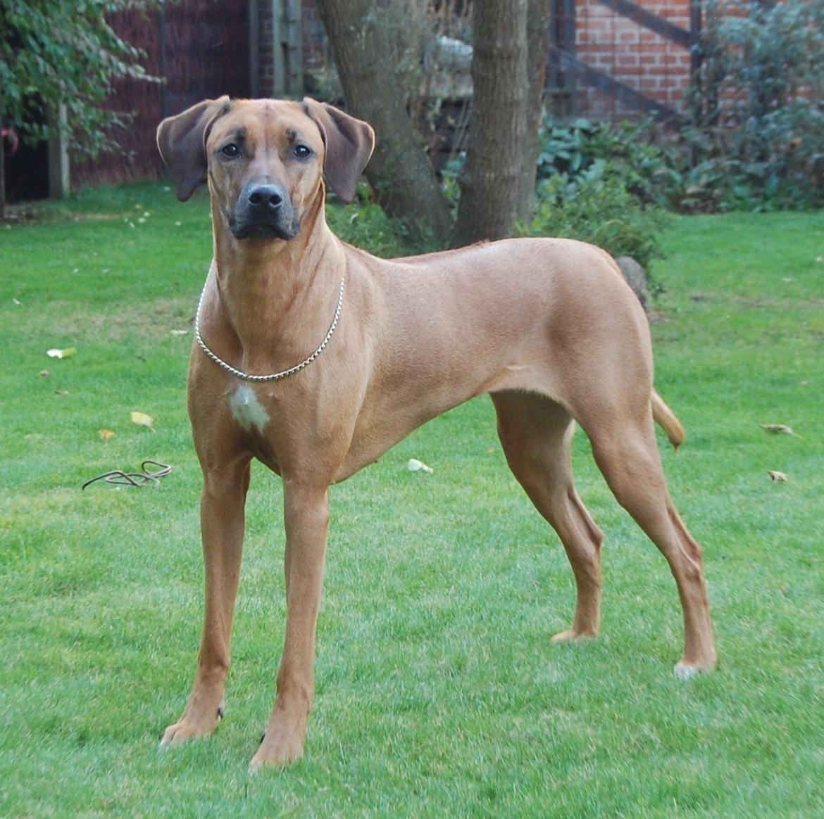 Rhodesian ridgeback Lewanika Humusha - Lewanika Humusha oktober 2013 billede 7
