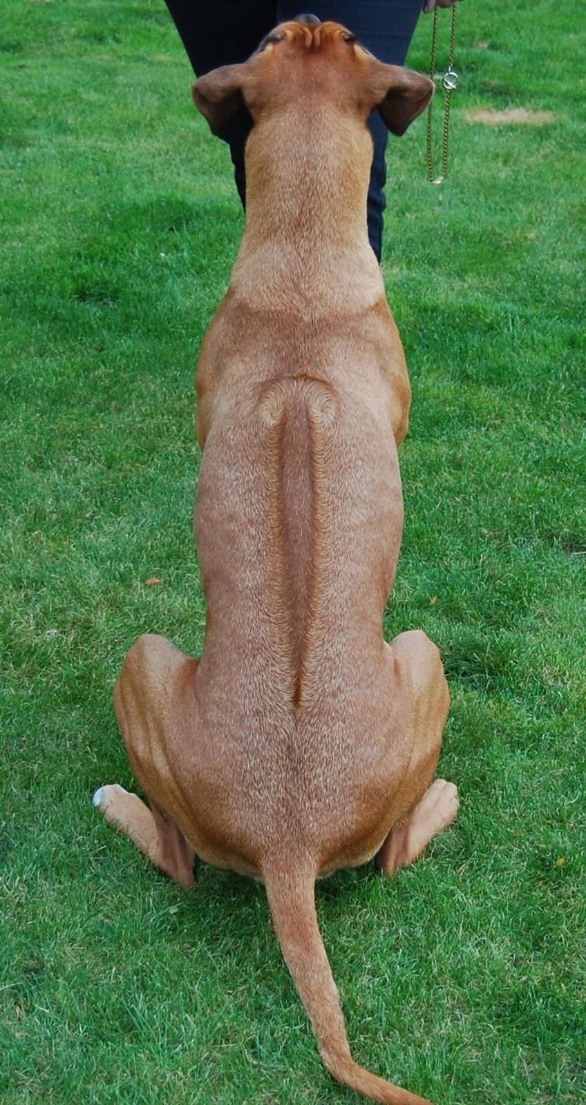 Rhodesian ridgeback Lewanika Humusha - Humusha's ridge oktober 2013 billede 10