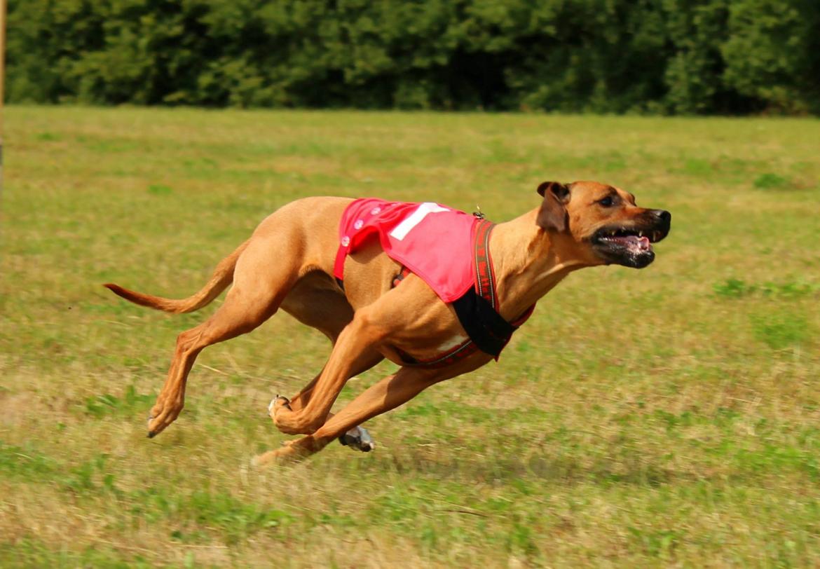 Rhodesian ridgeback Lewanika Humusha billede 4