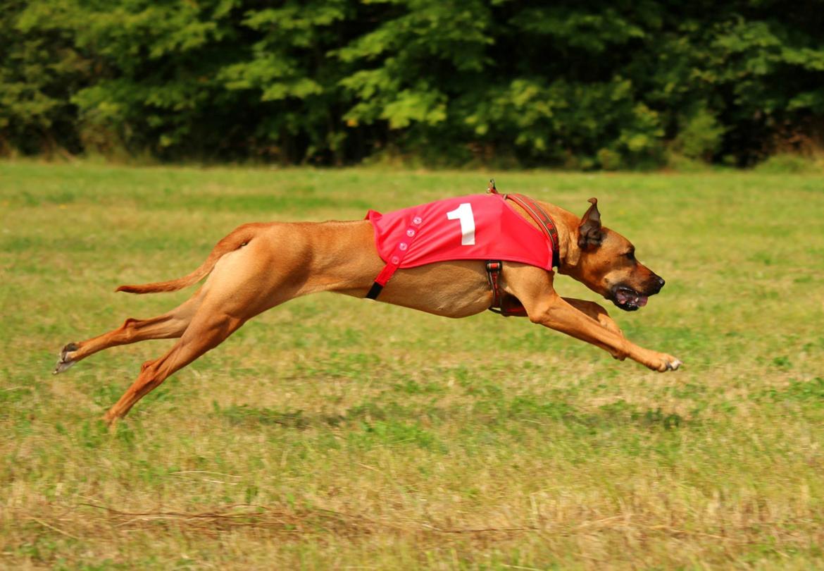 Rhodesian ridgeback Lewanika Humusha billede 16