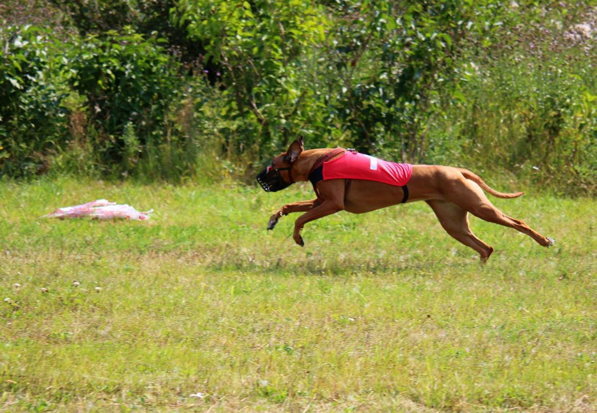 Rhodesian ridgeback Lewanika Humusha billede 17