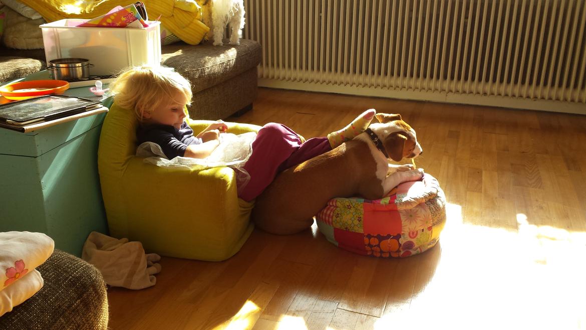 Blanding af racer Vega billede 19