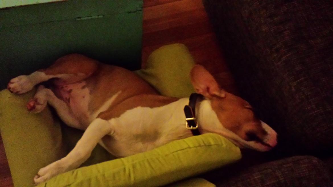 Blanding af racer Vega billede 20