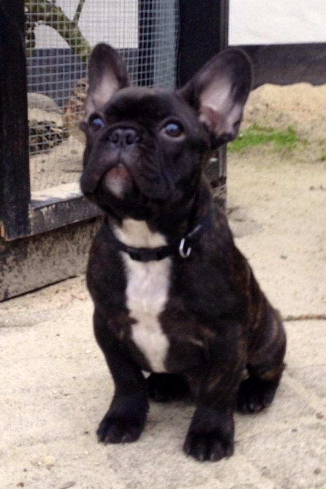 Fransk bulldog Humphrey Bogart billede 20