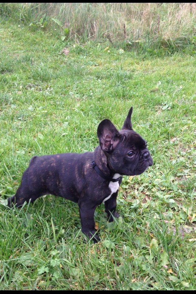 Fransk bulldog Humphrey Bogart billede 21