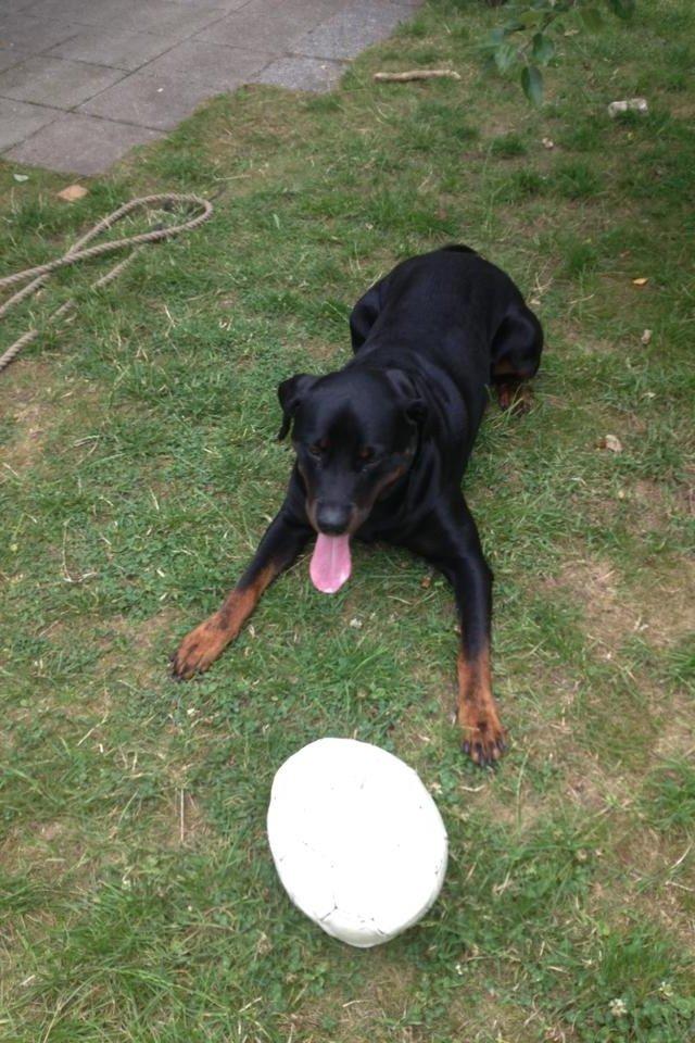 Blanding af racer Malou billede 18