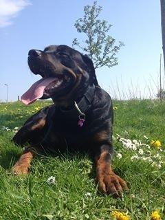 Blanding af racer Malou billede 19