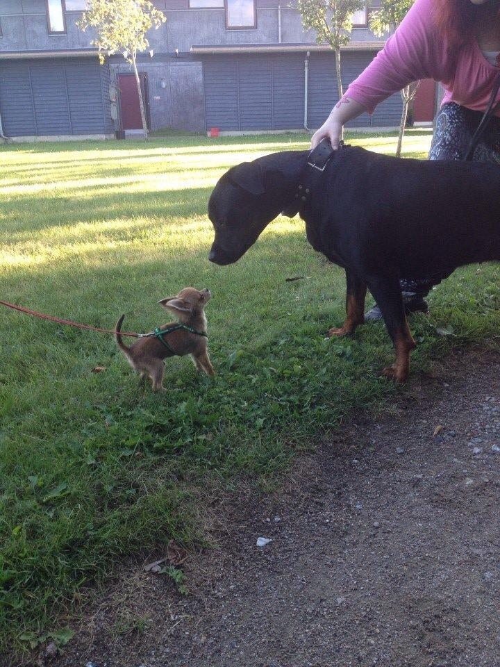 Blanding af racer Malou billede 20