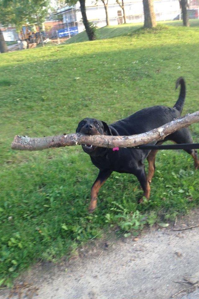 Blanding af racer Malou billede 21