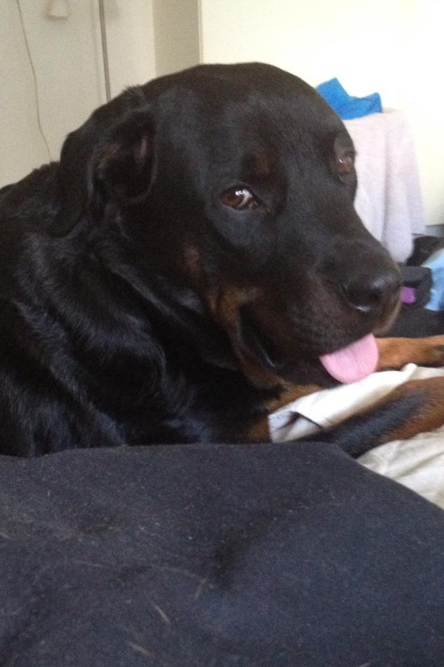 Blanding af racer Malou billede 22