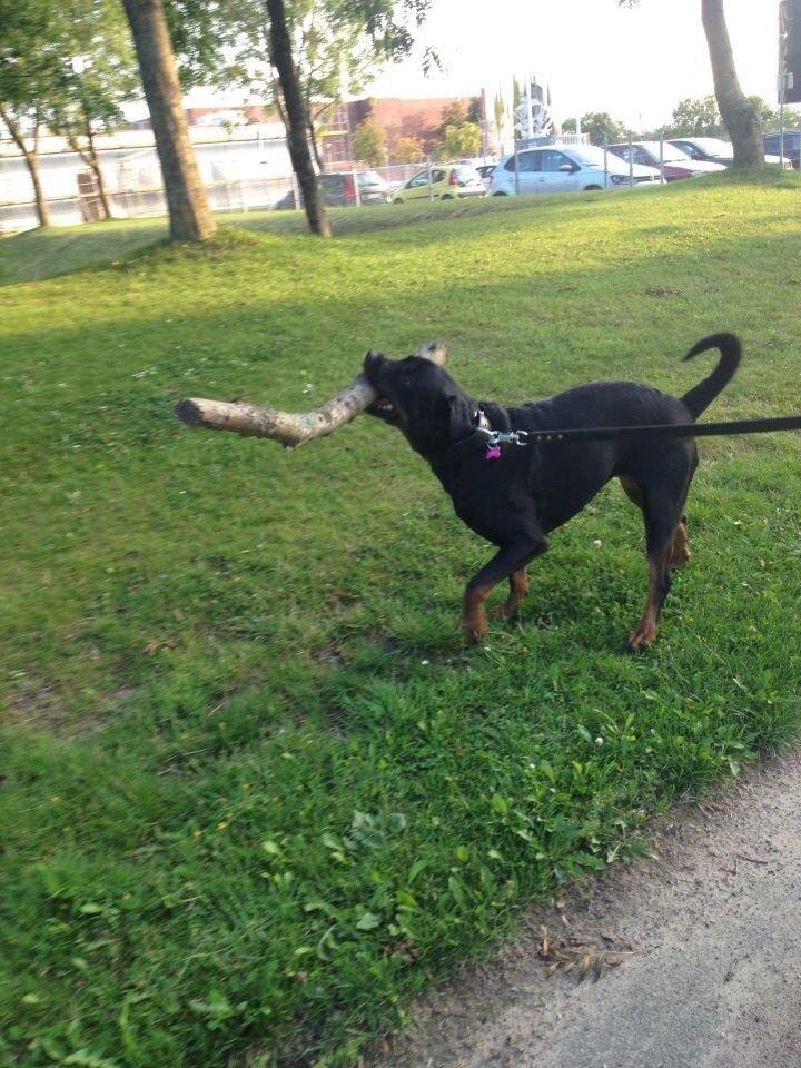 Blanding af racer Malou billede 23