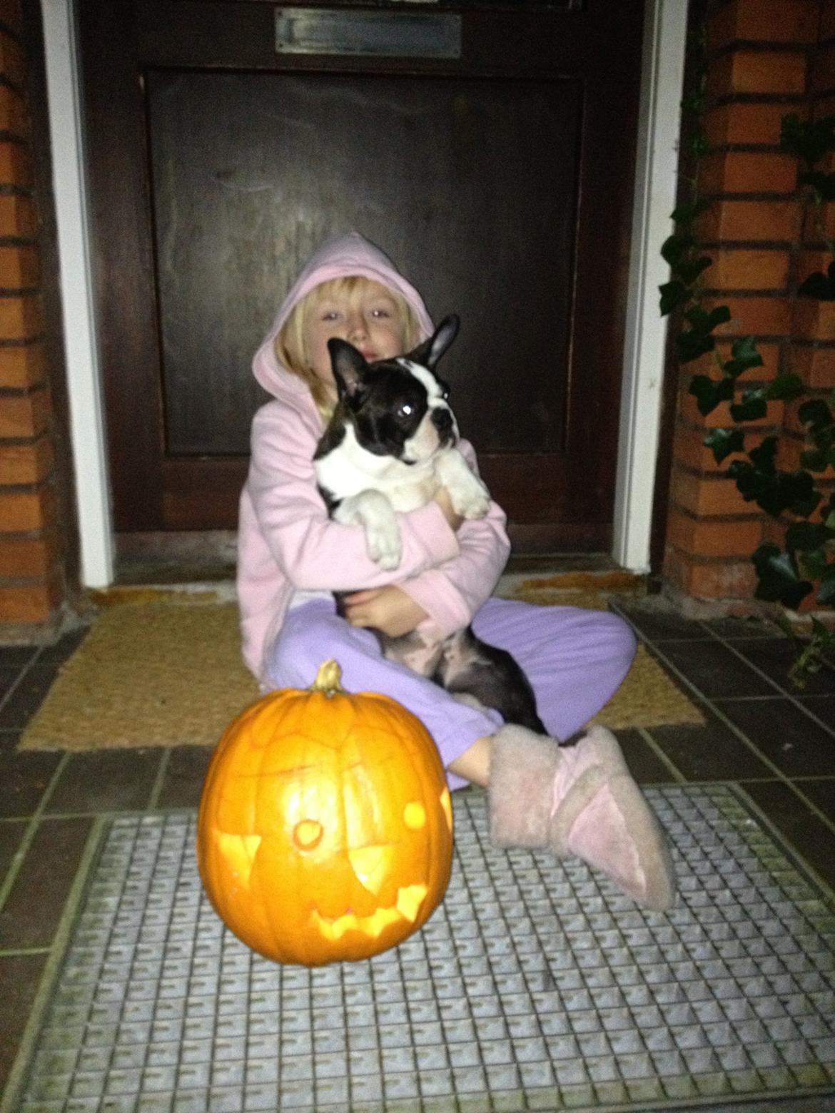 Boston terrier Multi-CH Westlund As Good As It Gets aka Pepsi billede 23