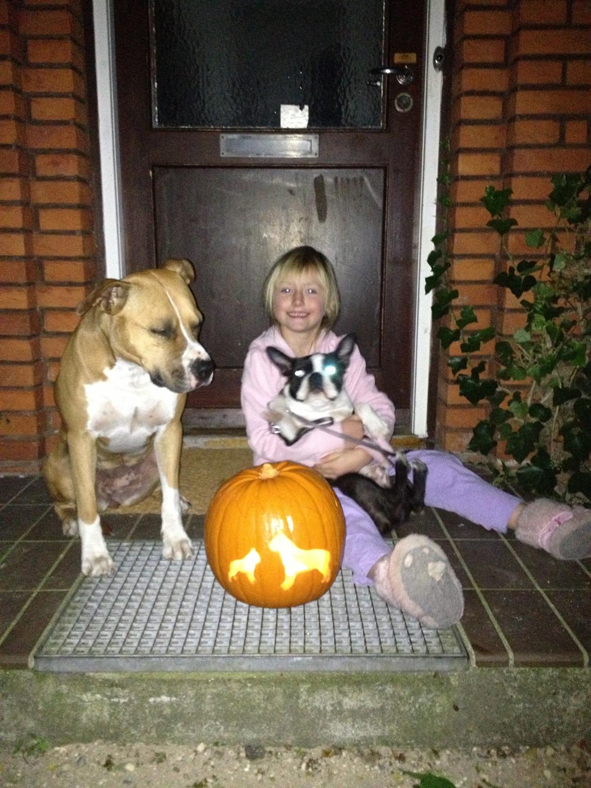 Boston terrier Multi-CH Westlund As Good As It Gets aka Pepsi billede 24