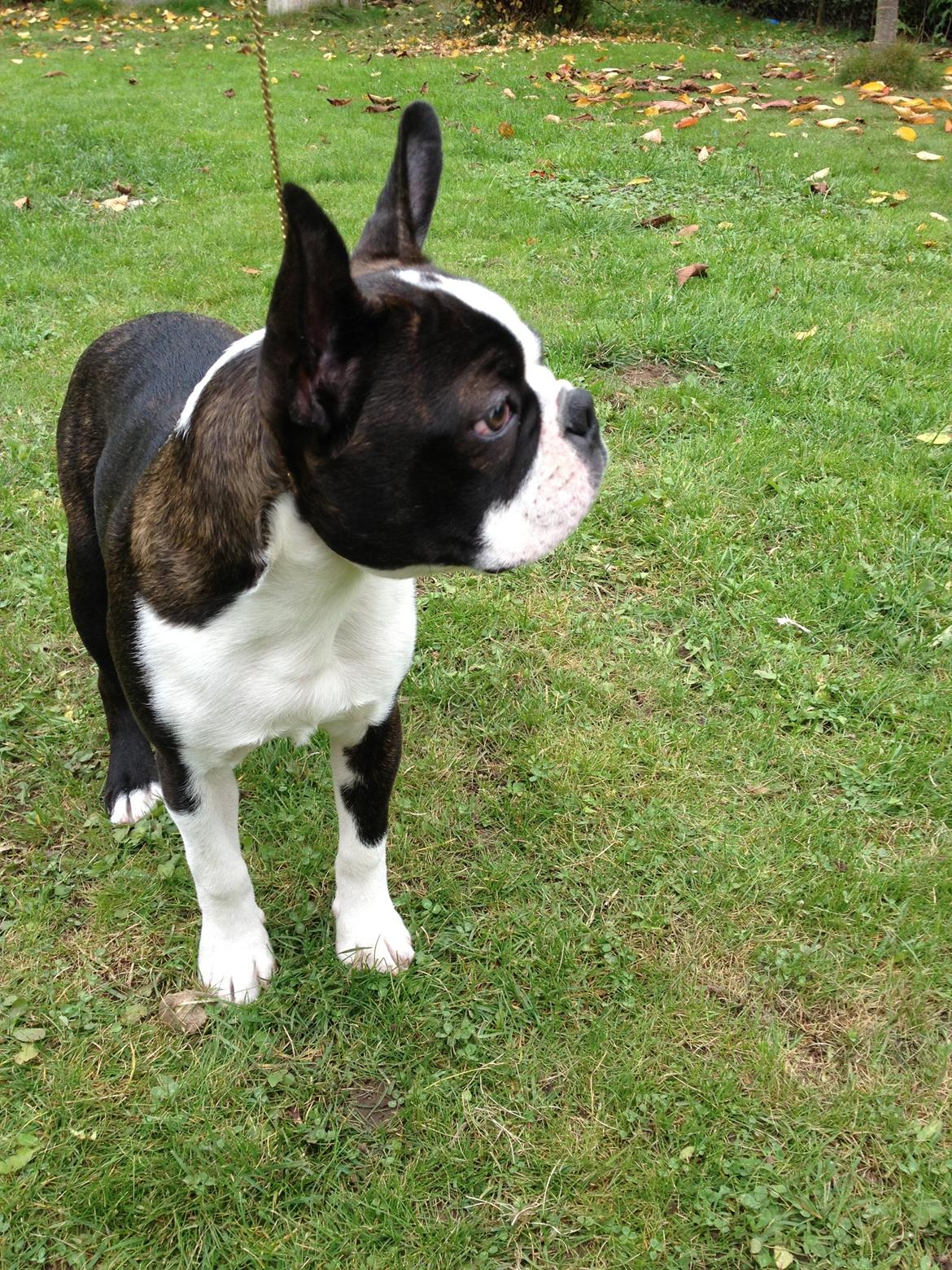 Boston terrier Multi-CH Westlund As Good As It Gets aka Pepsi billede 25