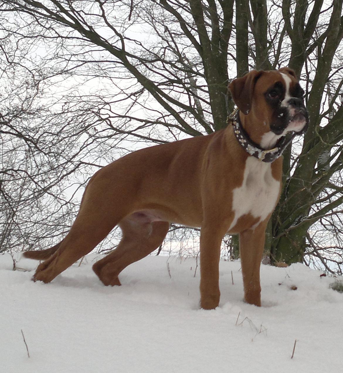 Boxer Mickey billede 16