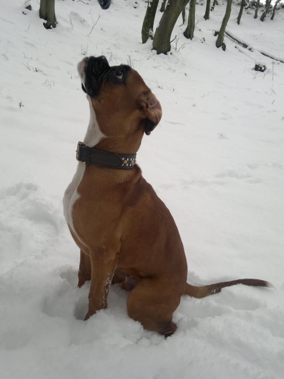 Boxer Mickey billede 14