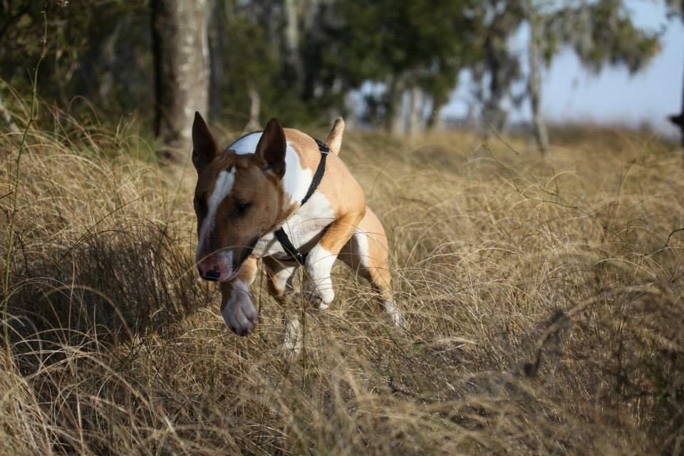 Bullterrier Dexter billede 9