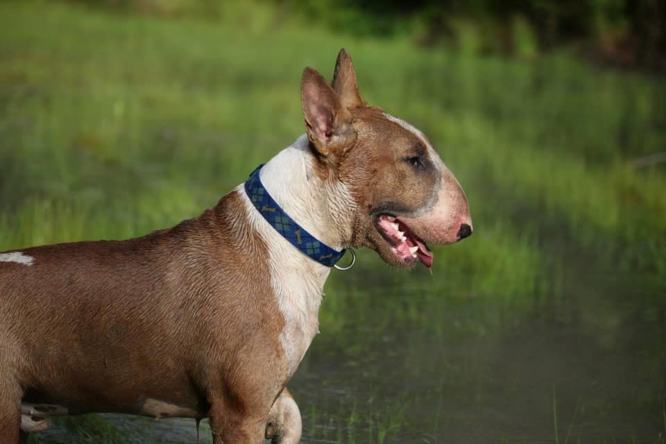 Bullterrier Dexter billede 10