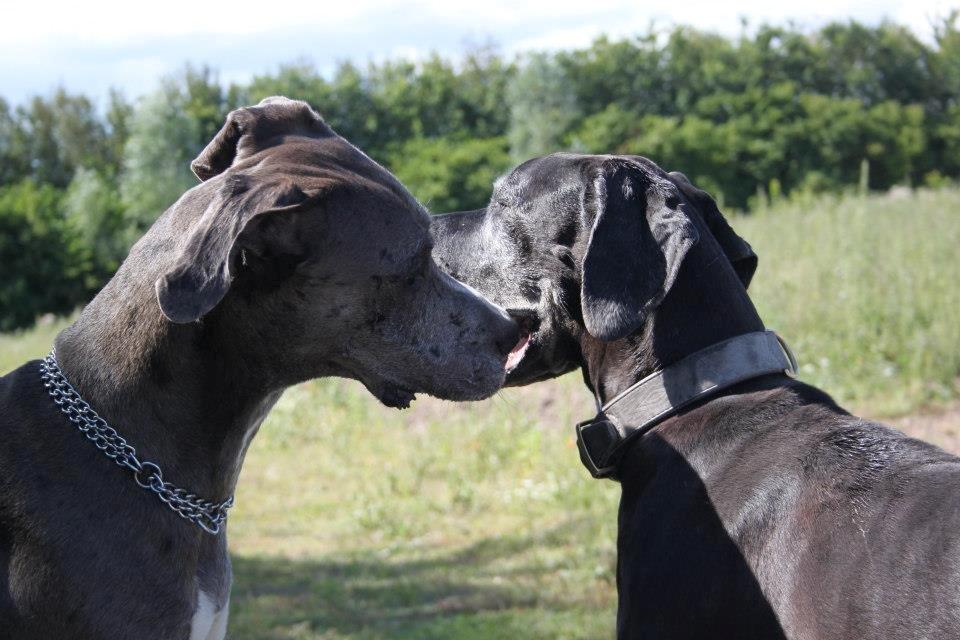 Grand danois Kenzo ( Himmel hund ) - Der også plads til lidt nusseri ind imellem legen billede 13