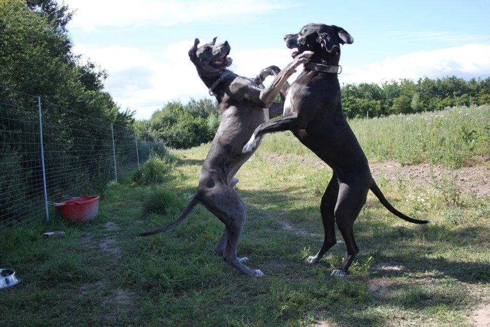 Grand danois Kenzo ( Himmel hund ) - Rart med en ligesindet, når man skal lege. billede 12