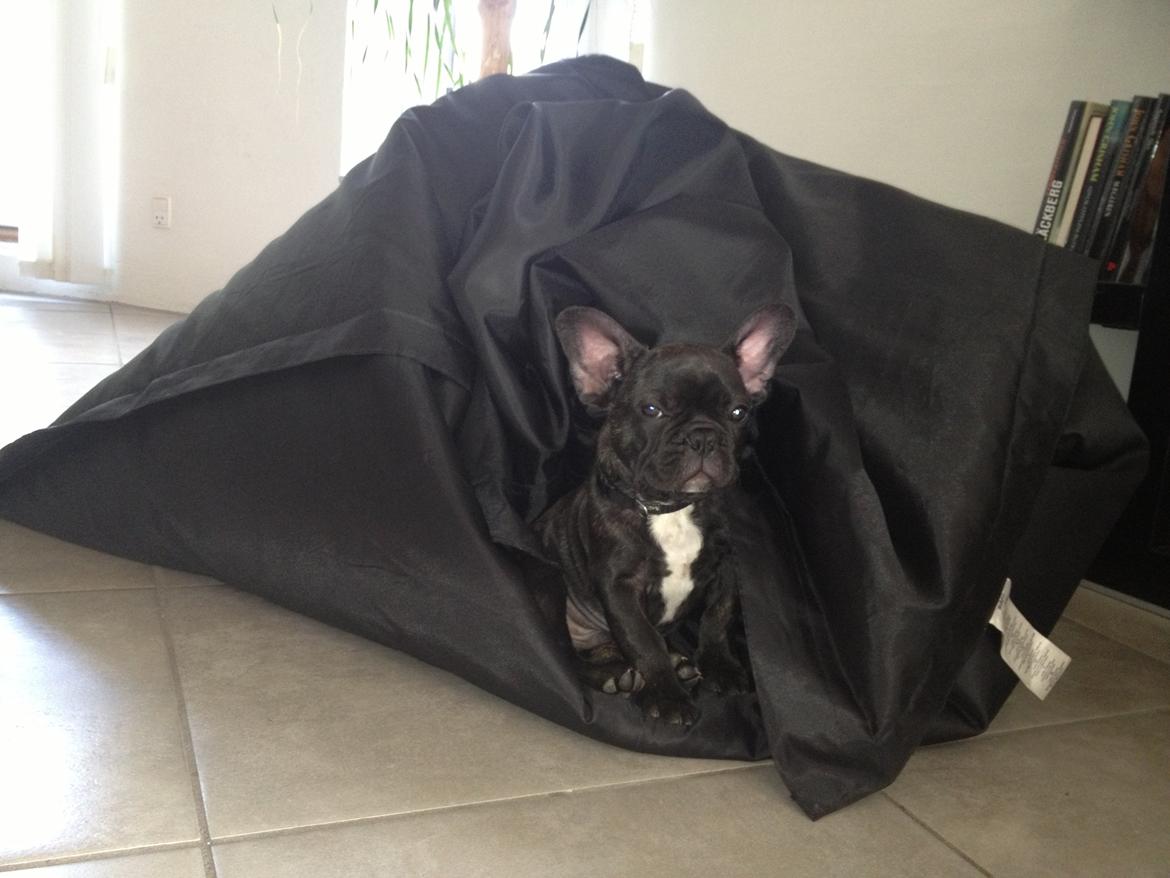 Fransk bulldog Humphrey Bogart billede 22