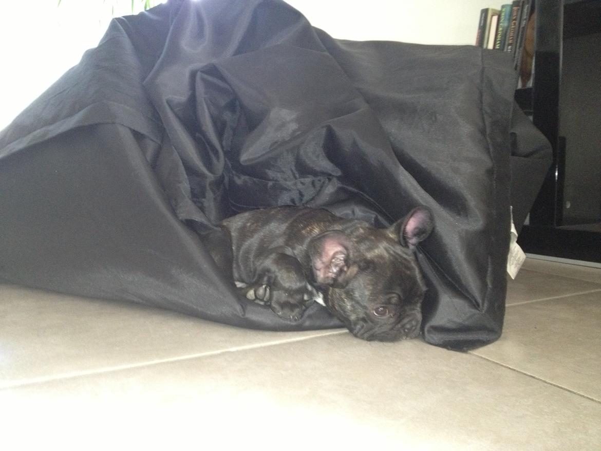 Fransk bulldog Humphrey Bogart billede 23