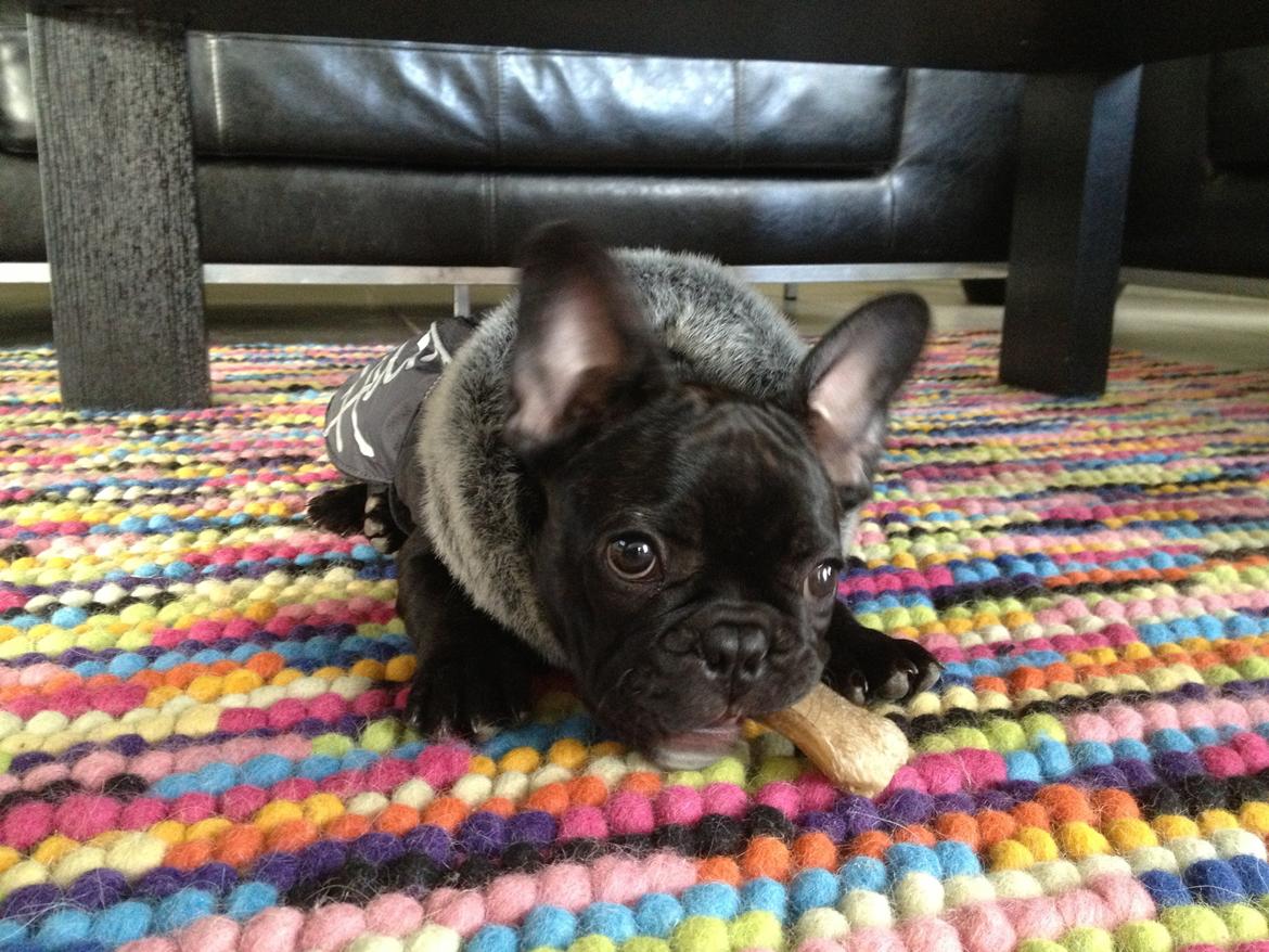 Fransk bulldog Humphrey Bogart billede 24