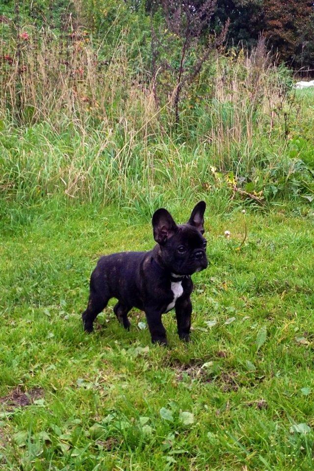 Fransk bulldog Humphrey Bogart billede 25