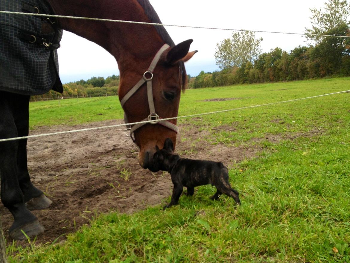 Fransk bulldog Humphrey Bogart - Ih altså de heste er bare såååå spændende  billede 26