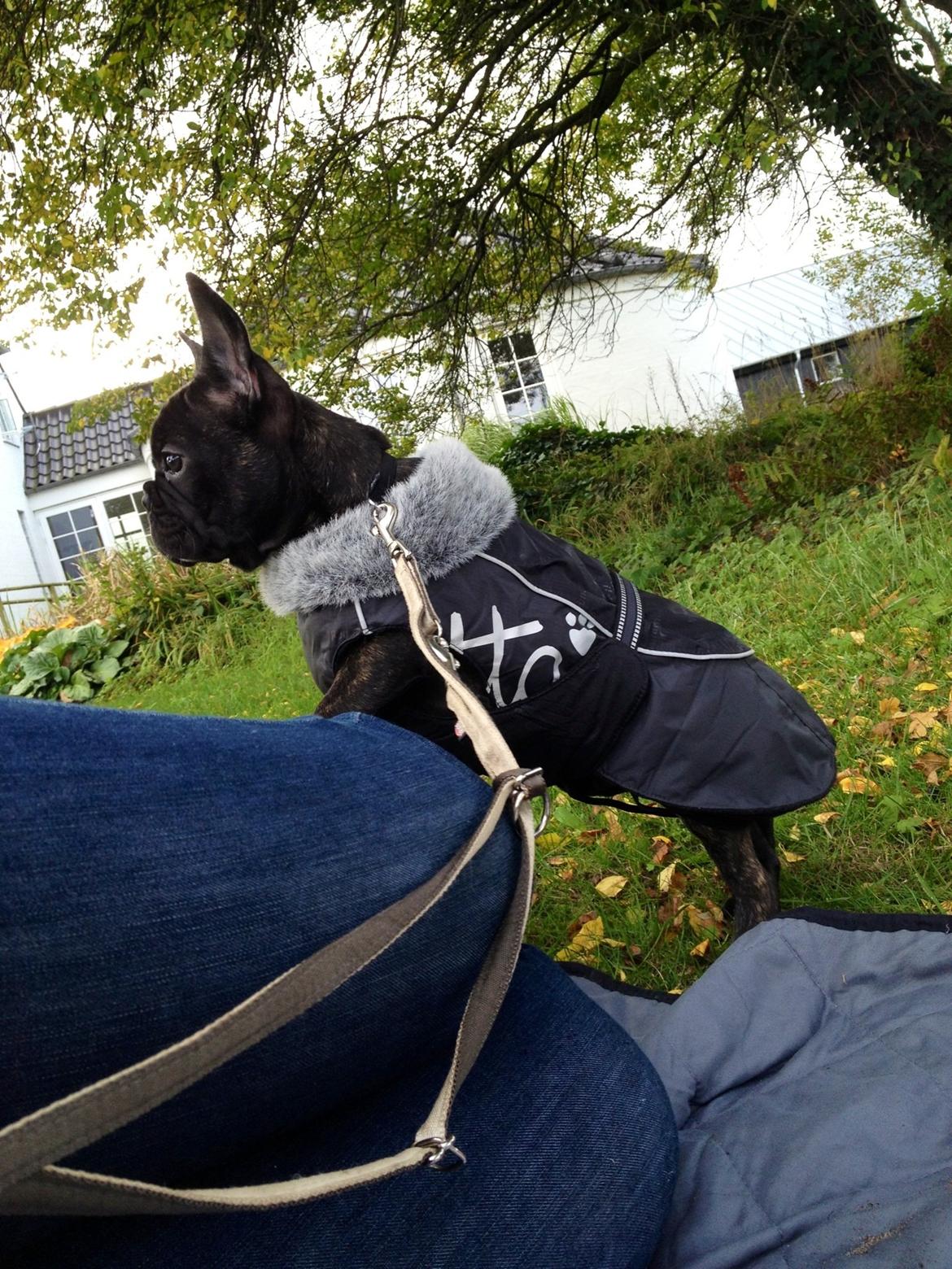 Fransk bulldog Humphrey Bogart billede 27