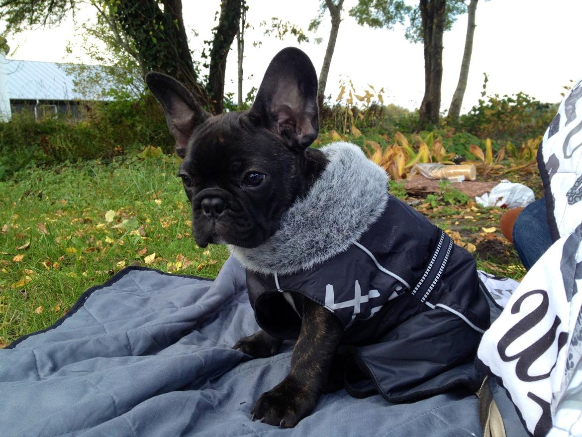 Fransk bulldog Humphrey Bogart billede 28