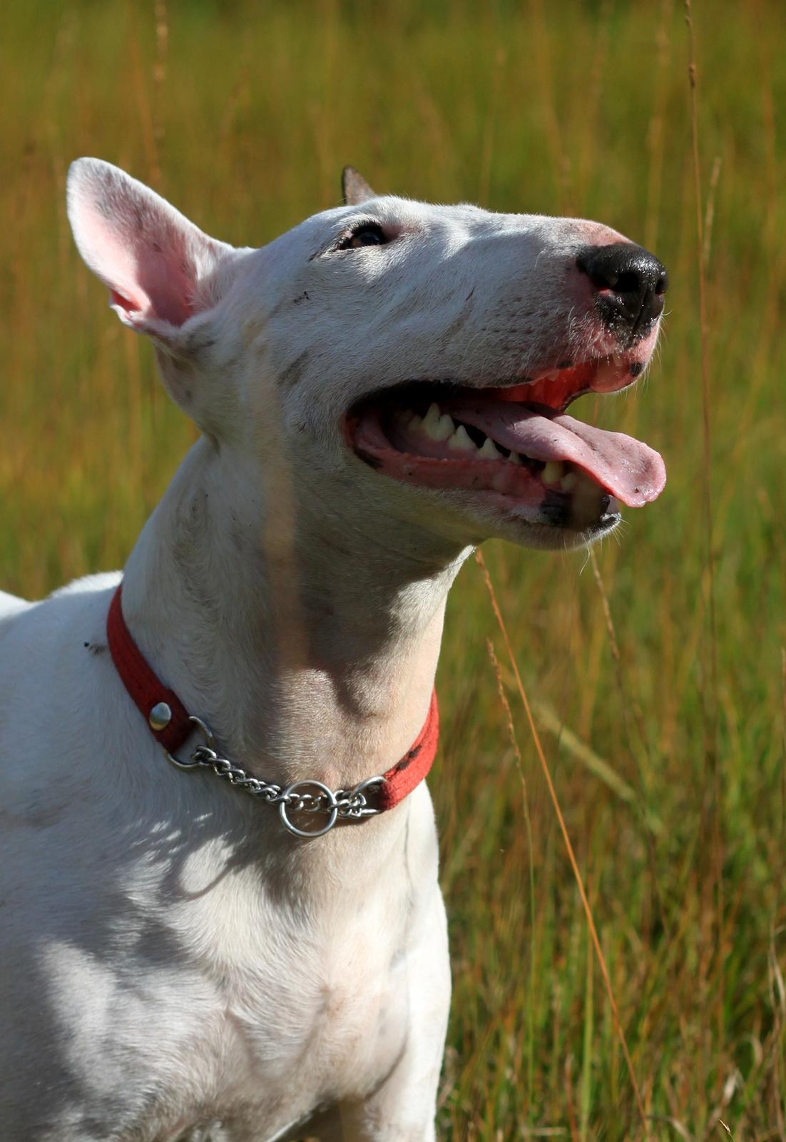 Bullterrier Lulu *himmelhund* billede 20