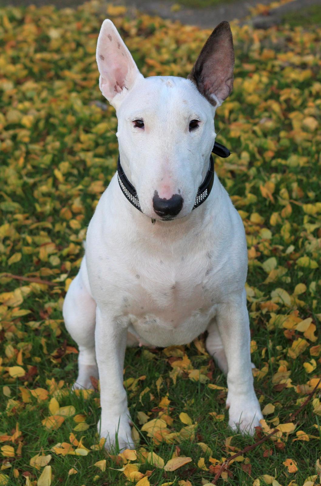 Bullterrier Lulu *himmelhund* billede 14