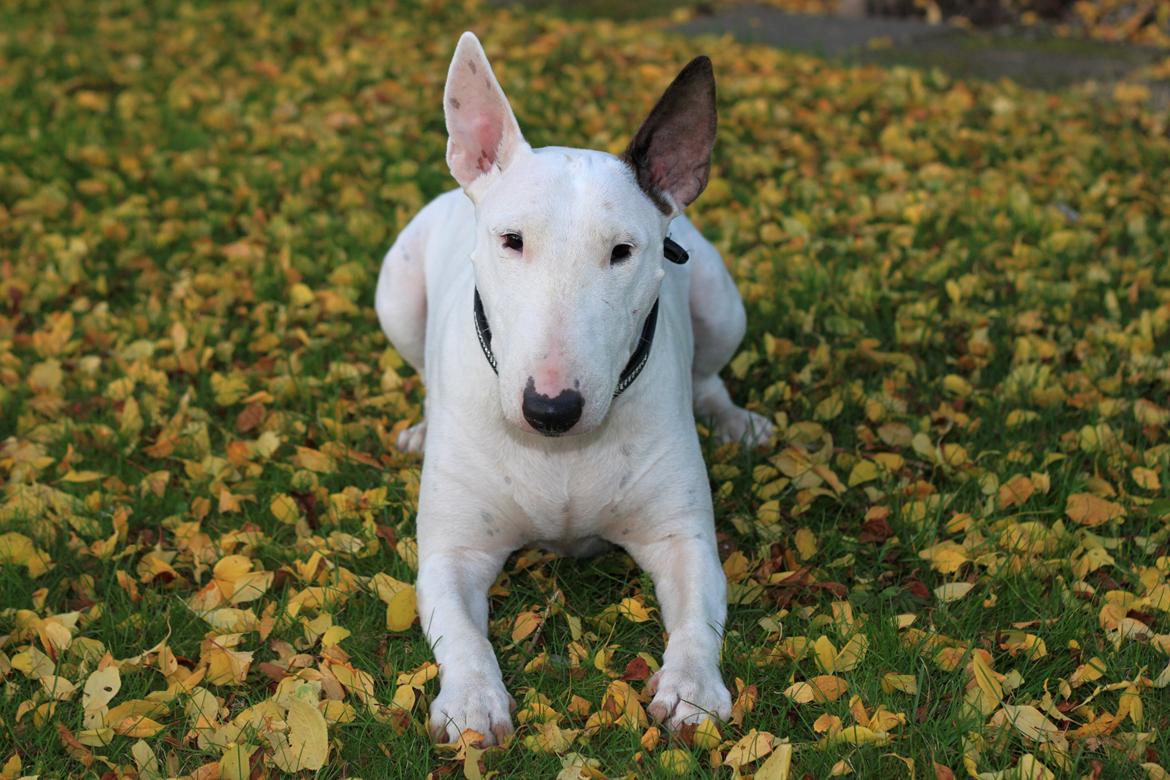 Bullterrier Lulu *himmelhund* billede 31