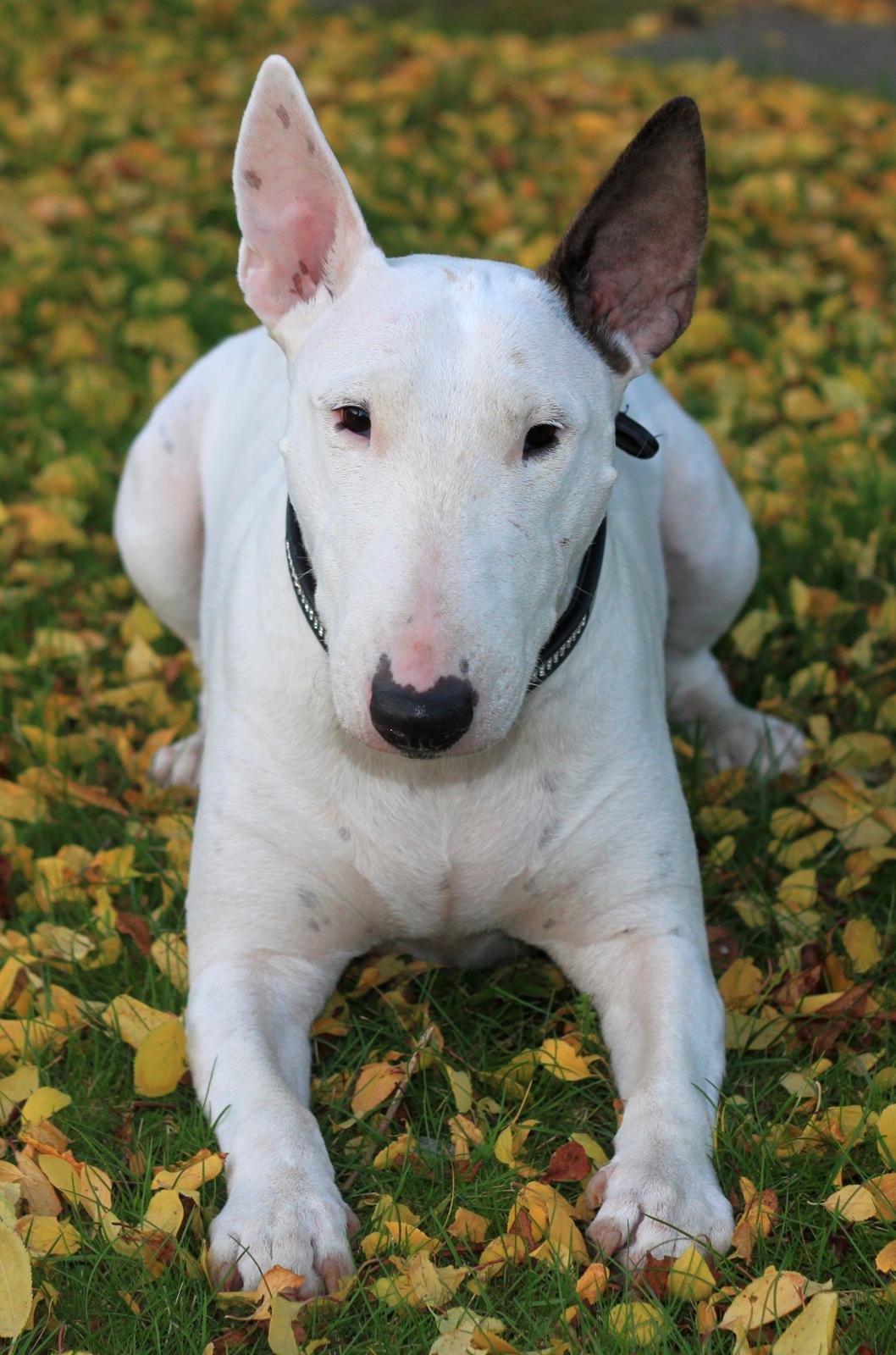 Bullterrier Lulu *himmelhund* billede 32