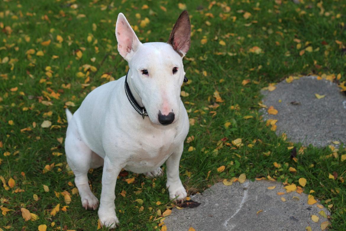 Bullterrier Lulu *himmelhund* billede 33