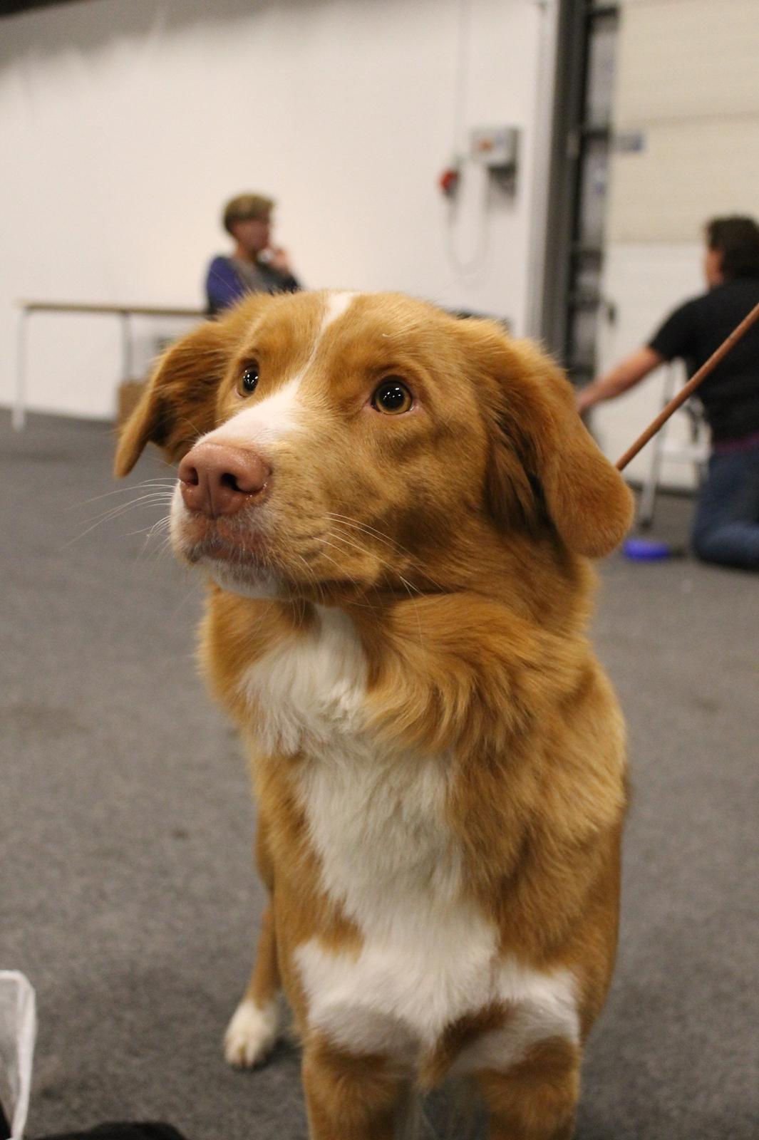 Nova scotia duck tolling retriever Saga billede 31