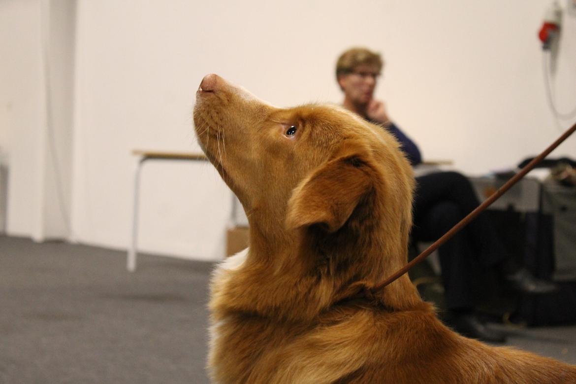 Nova scotia duck tolling retriever Saga billede 7