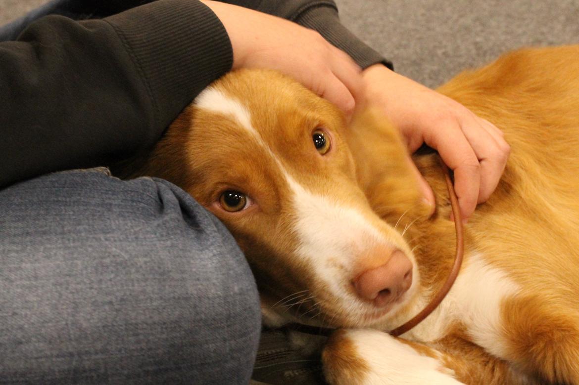 Nova scotia duck tolling retriever Saga billede 15