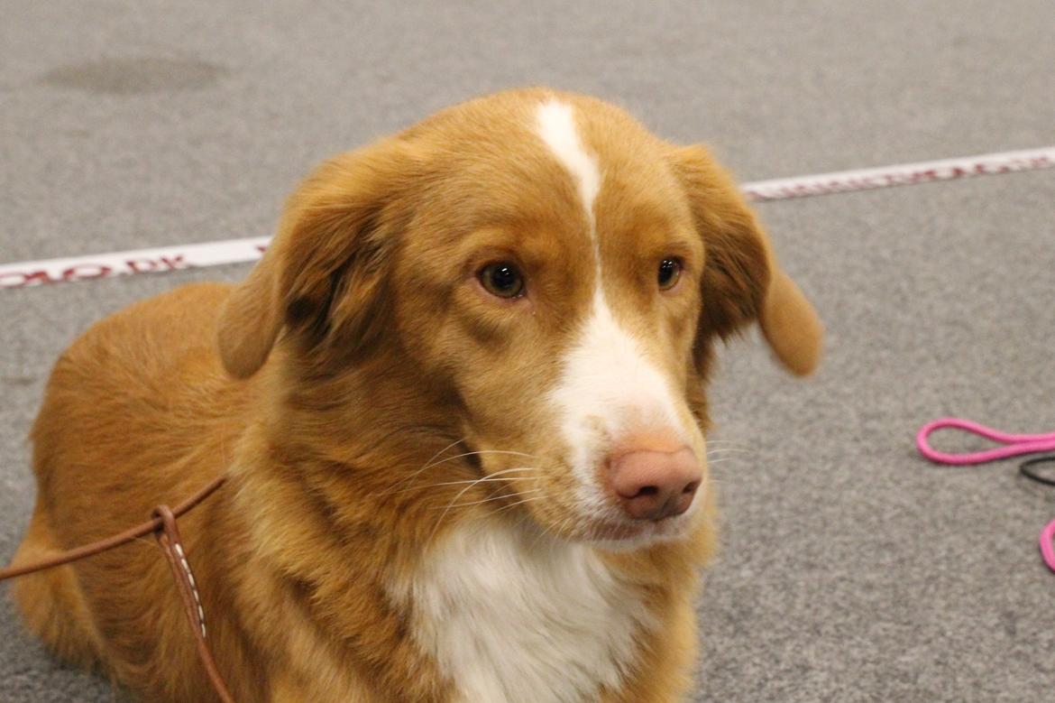 Nova scotia duck tolling retriever Saga billede 40