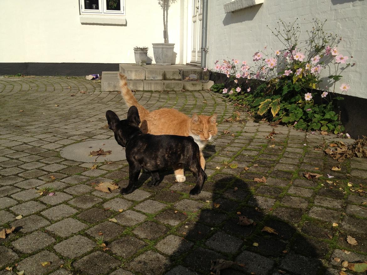 Fransk bulldog Humphrey Bogart billede 29