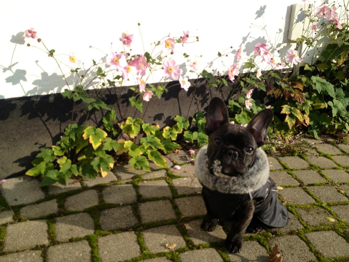 Fransk bulldog Humphrey Bogart billede 30