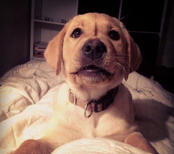 Labrador retriever Carlos billede 1