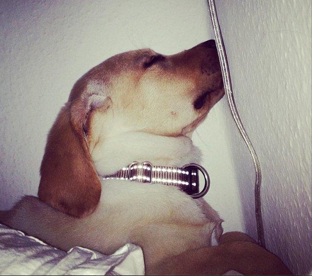 Labrador retriever Carlos billede 2